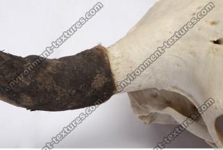 skull antler 0019